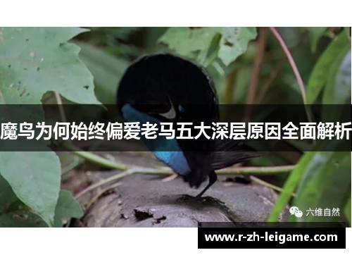 魔鸟为何始终偏爱老马五大深层原因全面解析